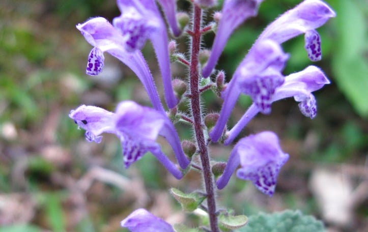 Hoary Skullcap