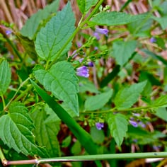 Hoary Skullcap 3