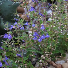 Hoary Skullcap 4