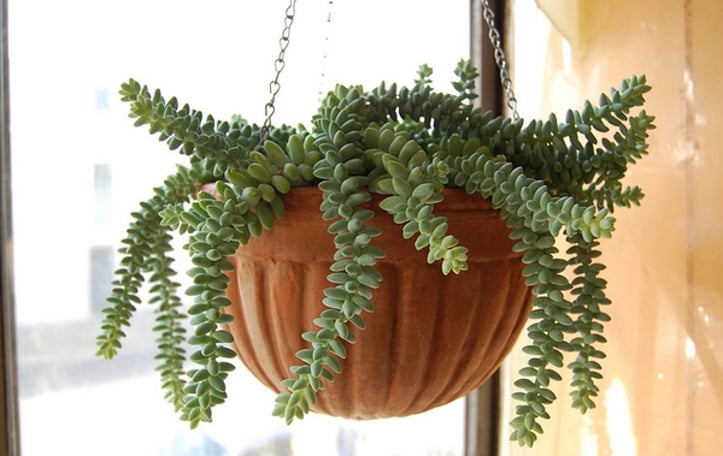 Burro's Tail