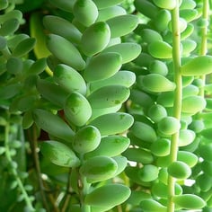 Burro's Tail 2