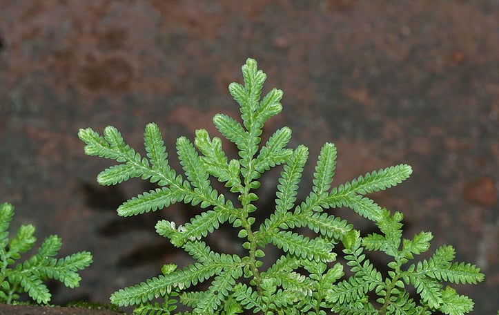 Arborvitae Fern