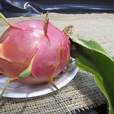 Belle-Of-The-Night 3