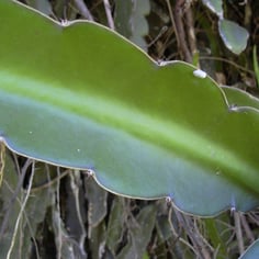 Belle-Of-The-Night 2