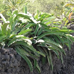 Belle-Of-The-Night 4