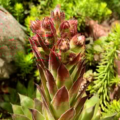Common Houseleek 2