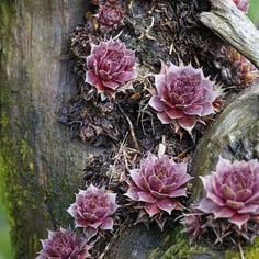 Hens & Chicks 4