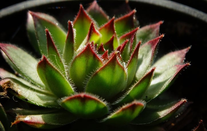 Hens & Chicks