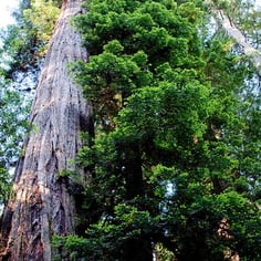 California Redwood 2
