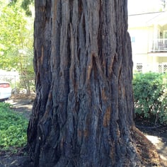 California Redwood 4
