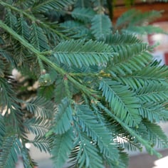 California Redwood 3