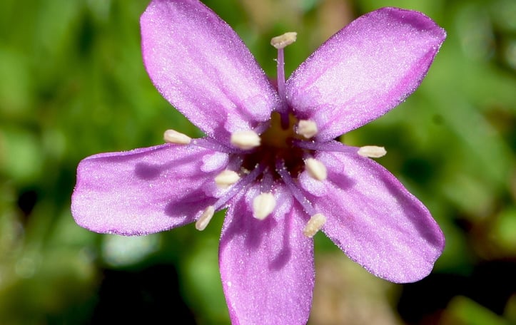Catchfly