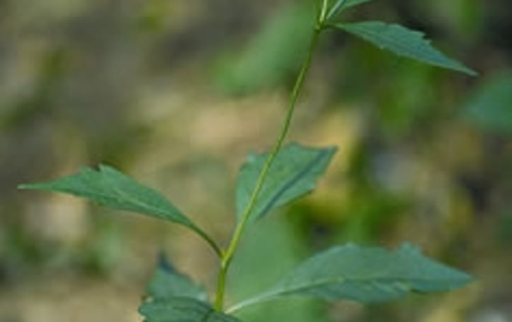 Broadleaf Tickseed