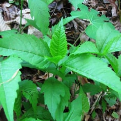 Broadleaf Tickseed 3