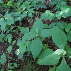 Broadleaf Tickseed 4