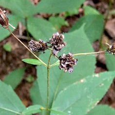 Broadleaf Tickseed 2