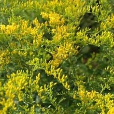 Anise Goldenrod 3