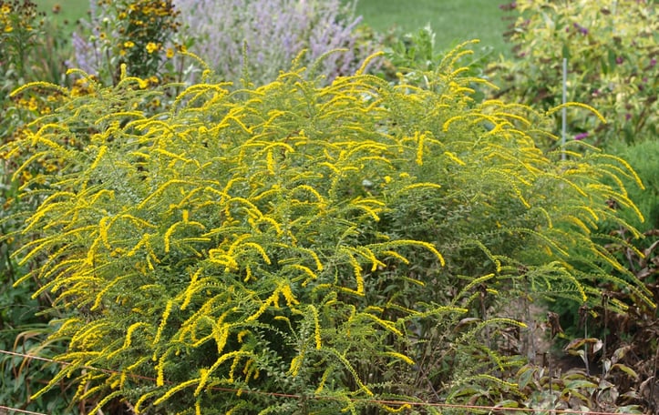 Fireworks Goldenrod