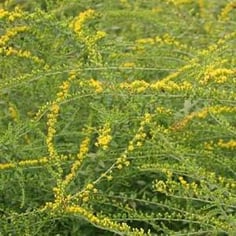 Fireworks Goldenrod 2