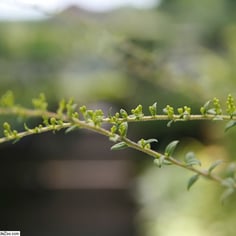 Fireworks Goldenrod 3