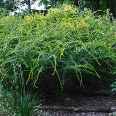 Fireworks Goldenrod 4