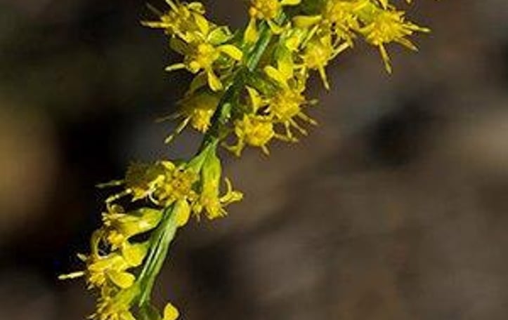 Goldenrod
