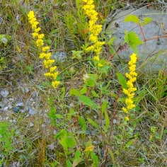 Bog Goldenrod 3