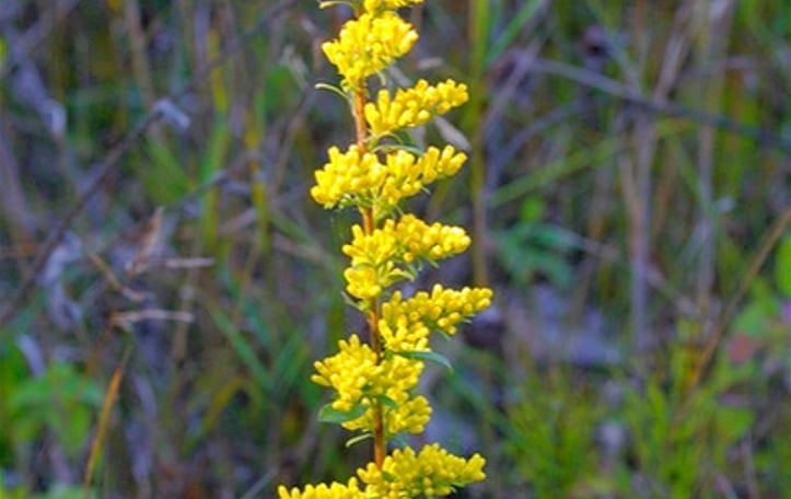 Bog Goldenrod