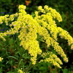Goldenrod 2