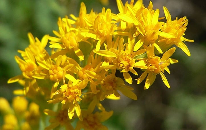 Goldenrod
