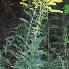 Goldenrod 3