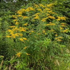 Goldenrod 4