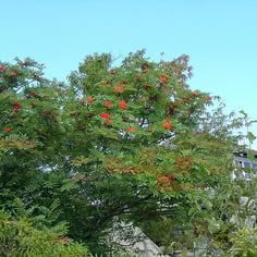 American Mountain Ash 3