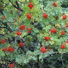 American Mountain Ash 4