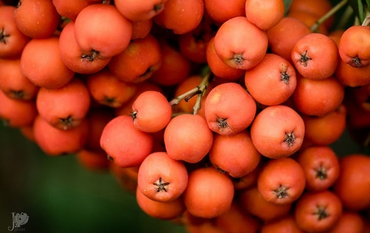 American Mountain Ash
