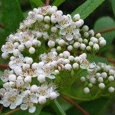 American Mountain Ash 2