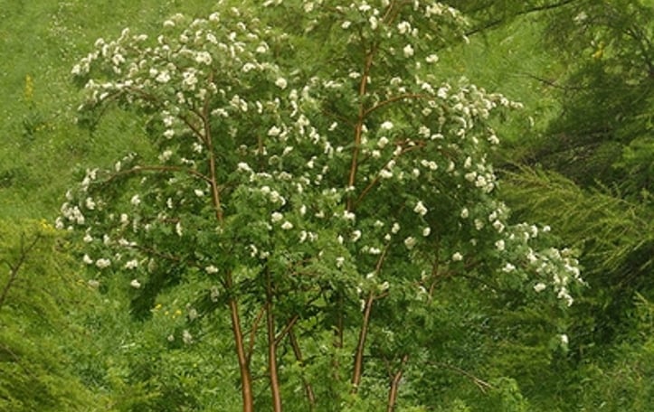 European Mountain Ash