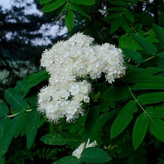 European Mountain Ash 2