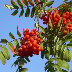 European Mountain Ash 3