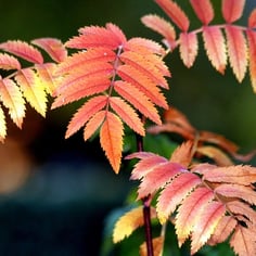 European Mountain Ash 4