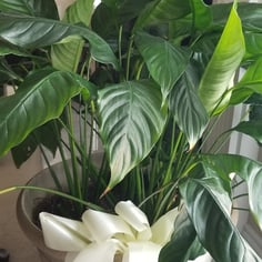 Peace Lily 2
