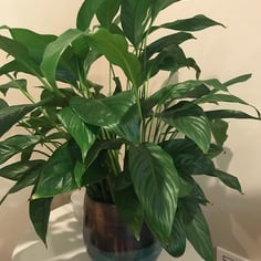 Peace Lily 3