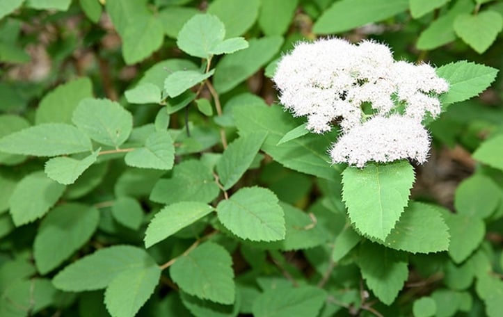Fritschiana Spiraea