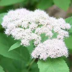 Fritschiana Spiraea 2