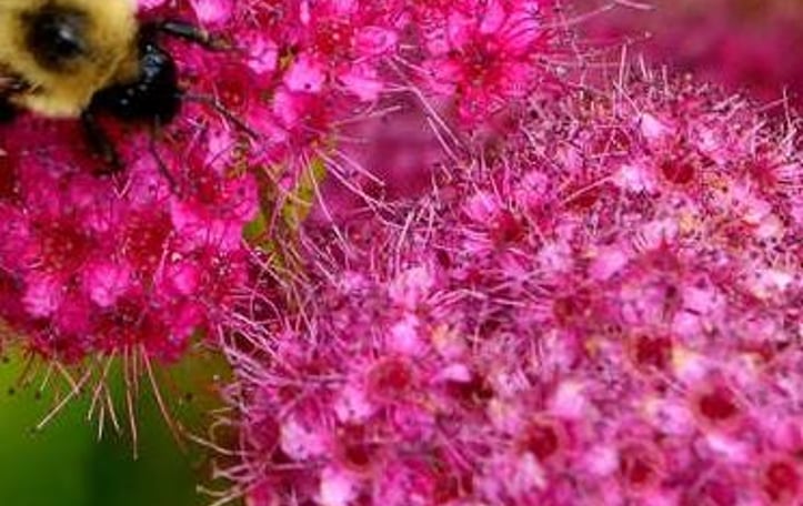 Double Play® Candy Corn®