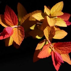 Double Play® Candy Corn® 2