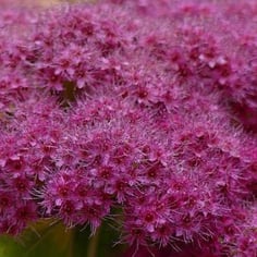 Double Play® Candy Corn® 3