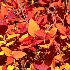 Double Play® Candy Corn® 4