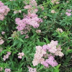 Bumald Spiraea 2
