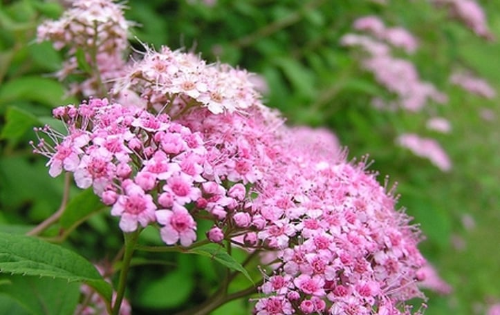 Bumald Spiraea